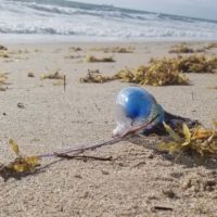 Sea Lice Bites - Jelly Fish Sting - Remedy - Cure - Surfing - South Florida