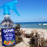 Sea Lice Bites - Jelly Fish Sting - Remedy - Cure - Surfing - South Florida